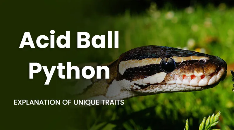 Acid Ball Python