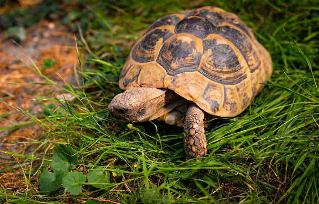 Can-Tortoises-Swim-2