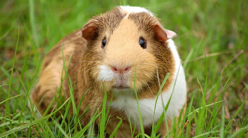 Can guinea pigs eat hamster food