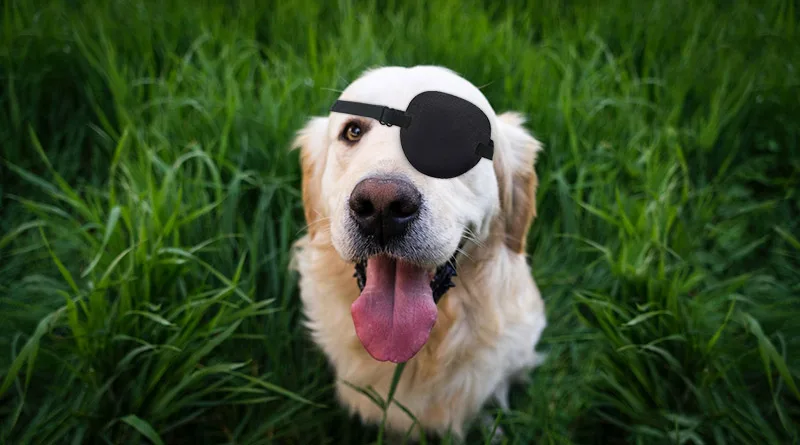 Dog Eye Patch: Best Explanation - Olliepaw!