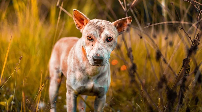 Texas cattle dog rescue - Olliepaw!