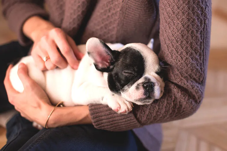 puppy with black eyes