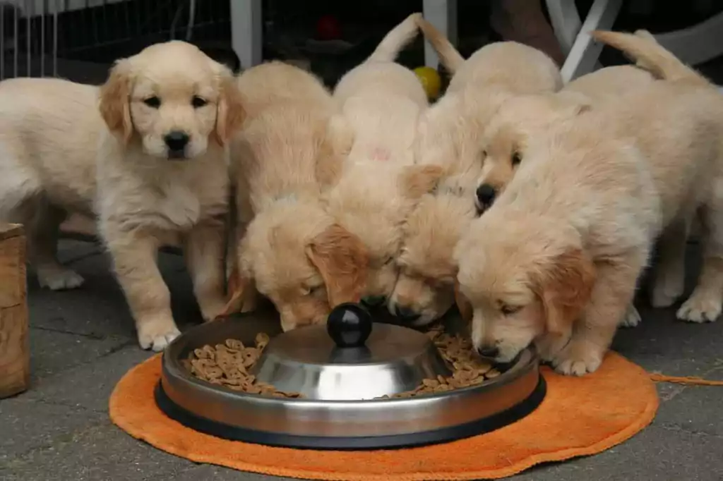 puppies while it is eating