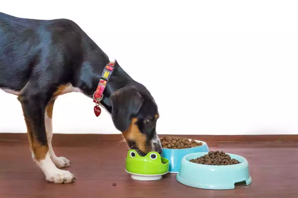 dog eats food from a dog bowl