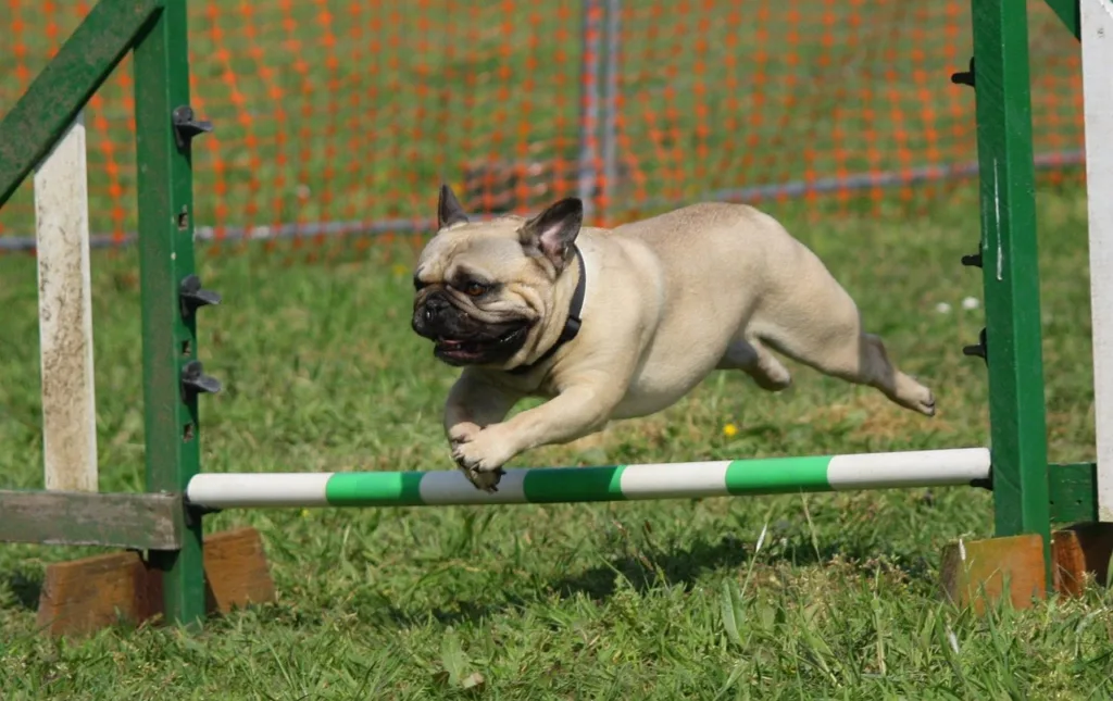 pug dog jump training in a ground area