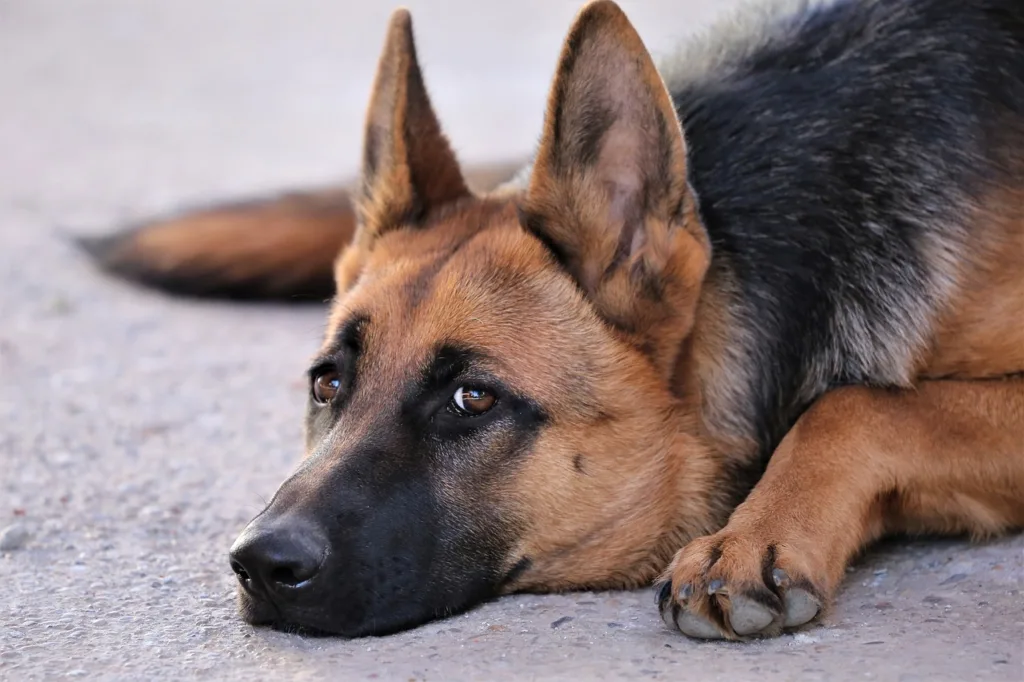 german shepherd felling upset 