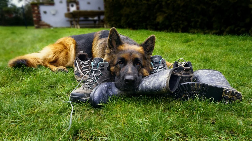 german shepherd laying on shoes 