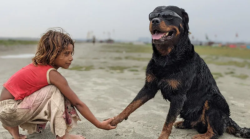 Rottweiler and kid in the beach