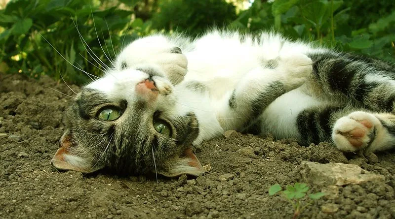 white and grey cat roll in dirt