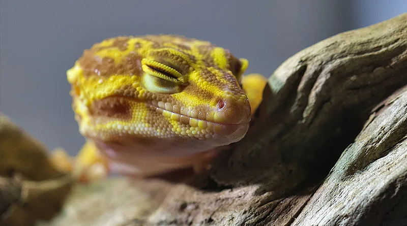 leopard gecko sleeping on a wooden log