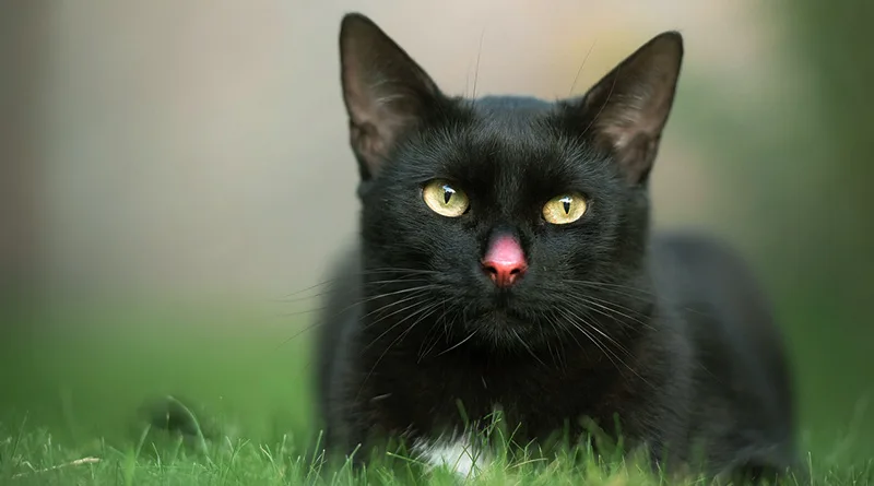 black cat with pink nose in a green garden