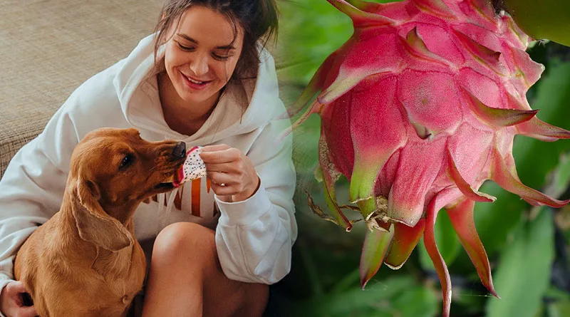 can dogs eat dragonfruit