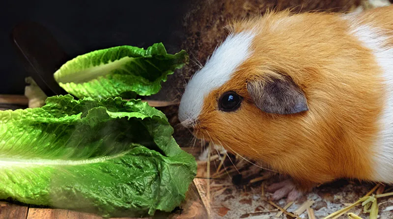 white and brown guinea pig eating romaine lettuce