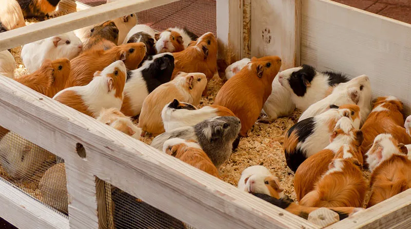 hibernating a guinea pigs in a wooden cage