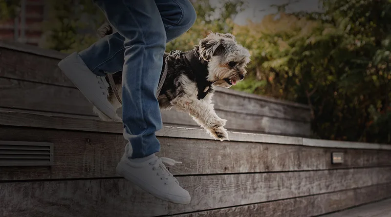 dog jumps down stairs with its owner