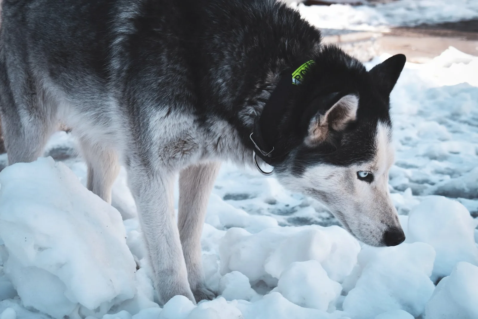 German Shepherd Wolfdog on snow