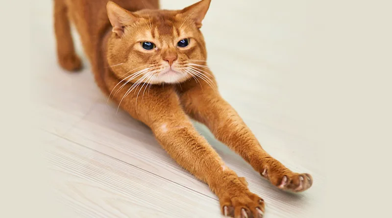 brown color long legged cat