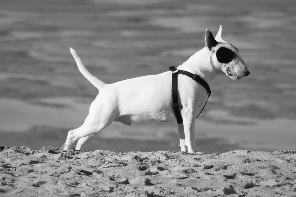 black and white photo of bull terrier near the sea