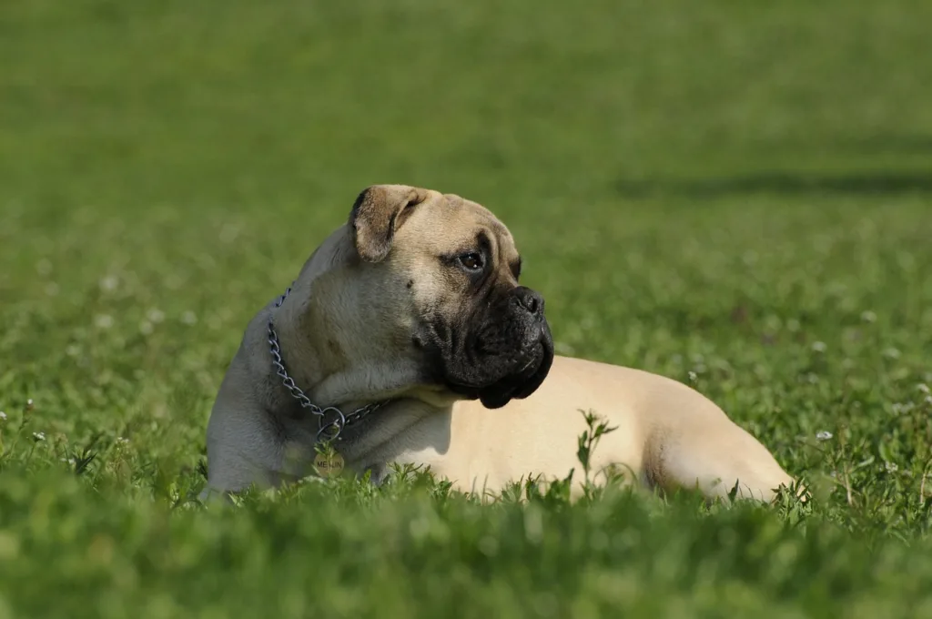 best dog food for bullmastiff