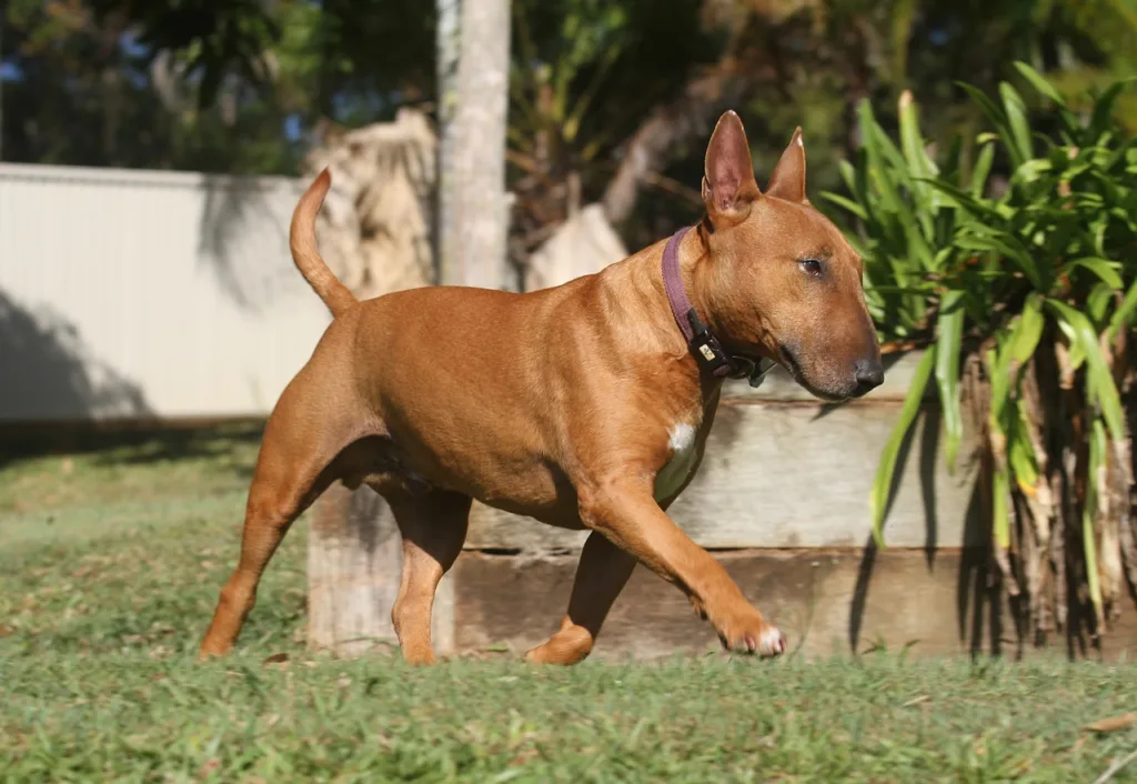 brown bull terrier dog walking in the garden