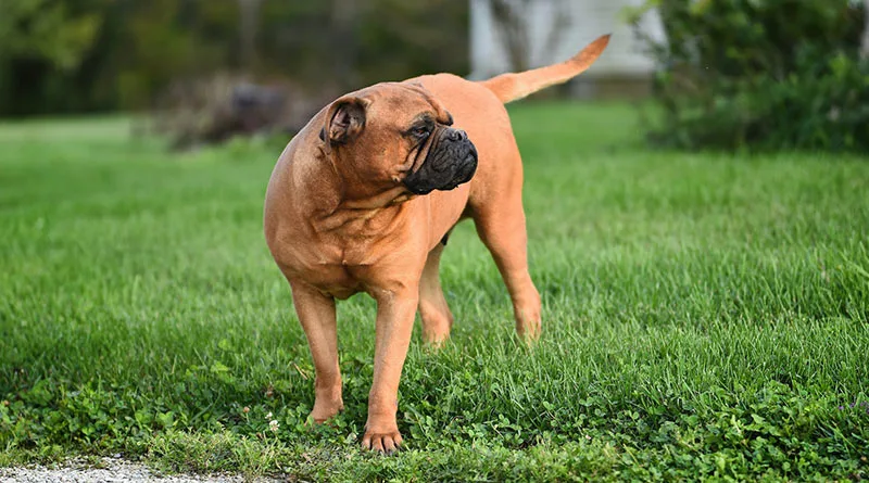 front look of bullmastiff dog in the garden