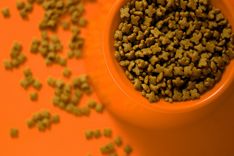 dog food added into a orange color bowl