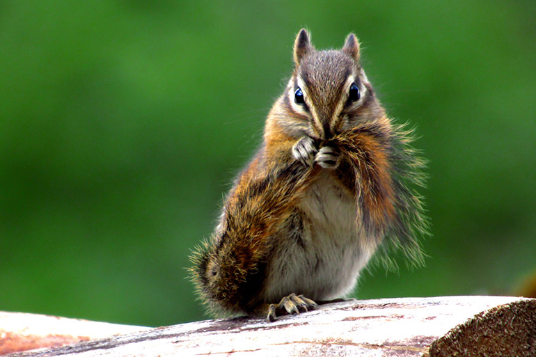 squirrel biting it's tail