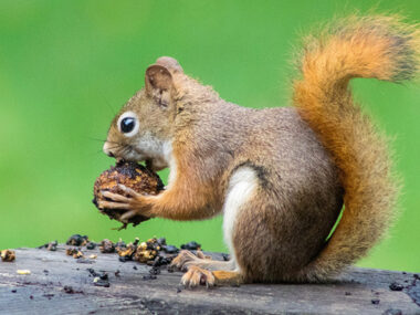 squirrel eating food