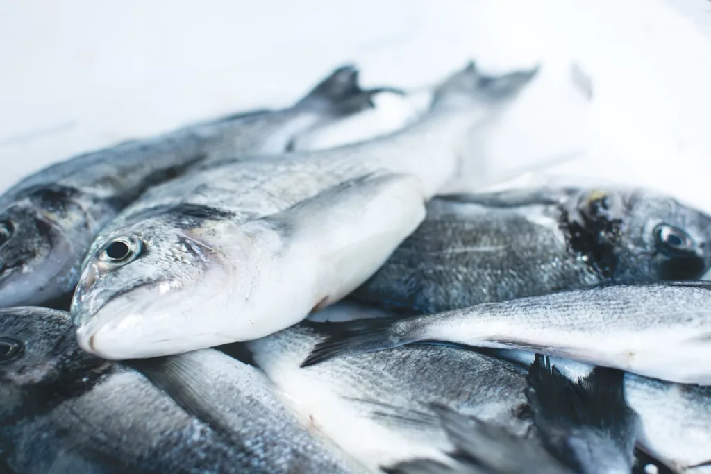 close photo of gray fishes