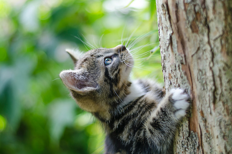 cat climbing to the trunk 