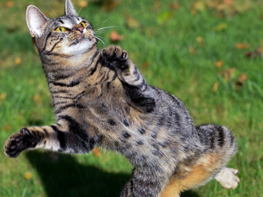 why do cats jump sideways