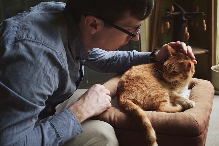 vet checking behavior of a brown cat