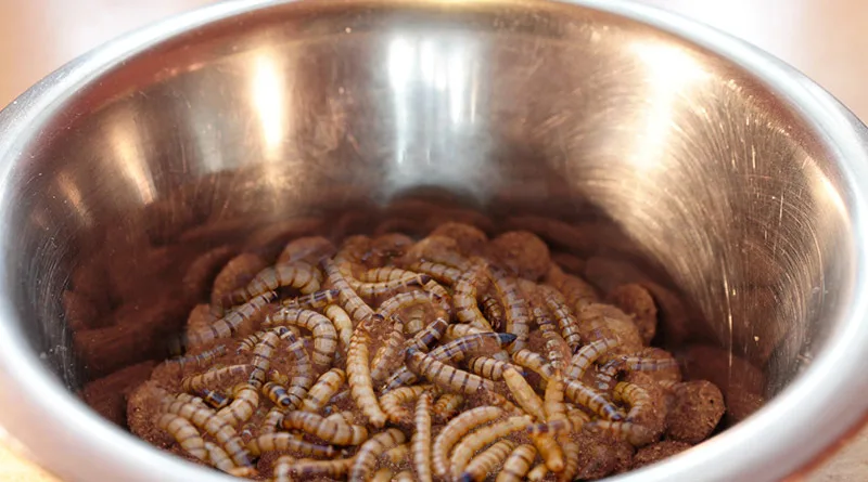 worms in dog food bowl